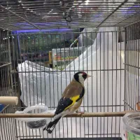 سهره نر بخون