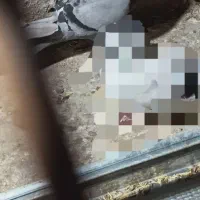 دوتا  کبوتر  جفت هستن
