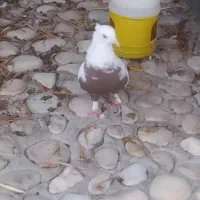 همش با هم مامله با یک جفت دم چتری|پرنده|کازرون, |دیوار