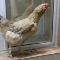 مرغ رسمی تخم گذار|حیوانات مزرعه|قم, میدان نو|دیوار