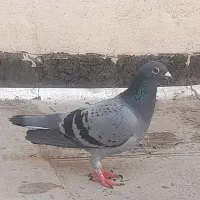 پلاکی