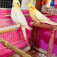 یک‌جفت عروس‌هلندی زیبا و سالم