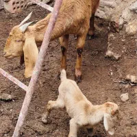 بز پاکستانی و یک عدد کره