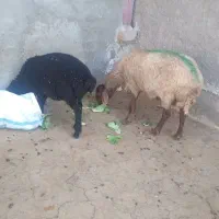 یک عدد کاورتقلی بابره نر