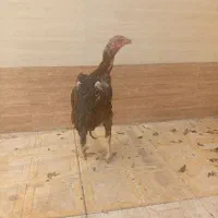 تاقچه‌لاری‌مرغ‌لاری