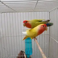 طوطی برزیلی