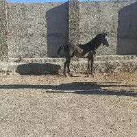 کره اسب عبودی  یزد  مصری