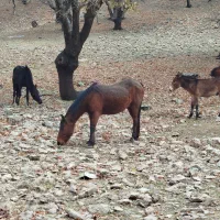 مادیان و قاطر