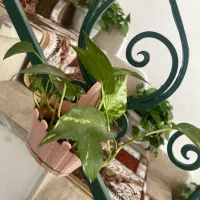 فروش گل آپارتمانی با گلدان|گل و گیاه طبیعی|رشت, فلسطین|دیوار