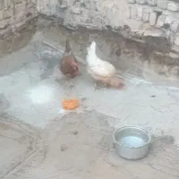 دوتا مرغ تخم گذار