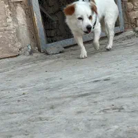 یک جفت سگ آپارتمانی