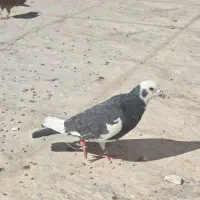 کفتر پلنگ