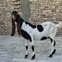 بز مری پاکستانی گوش دارز