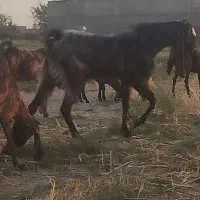 تکشاد پلنگی هیکلی