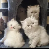 بچه گربه هیمالین