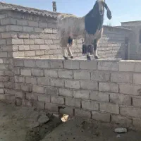 ساورین|حیوانات مزرعه|صحنه, |دیوار