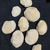 سنگواره و فسیل صدف