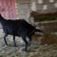 قوچ قزل|حیوانات مزرعه|آسارا, |دیوار