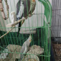 فروش پرنده|پرنده|لشت نشا, |دیوار