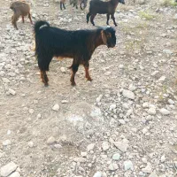 کهر
