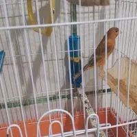 معاوضه (قناری جفت)|موبایل|مرودشت, قانون|دیوار