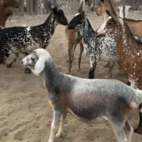 بره علفخوار و بز