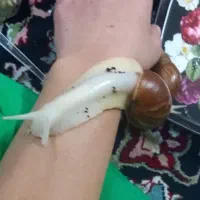 حلزون درمانی