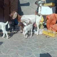 تعدادی بز چاق وچله|حیوانات مزرعه|سیب و سوران, |دیوار