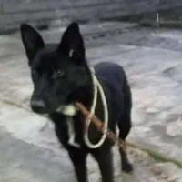 سگ شپرد ژرمن نگهبان|سگ|رشت, لاکان|دیوار