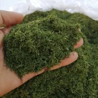 شوید خشک تمیز تازه|خوردنی و آشامیدنی|کازرون, |دیوار