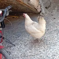 حیوانات مزرعه مرغ خروس