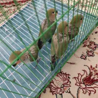 جوجه طوطی برزیلی