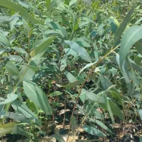 نهال اکلیتوس موجود|خدمات باغبانی و درختکاری|جهرم, |دیوار