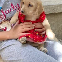 توله سگ ۳ ماهه