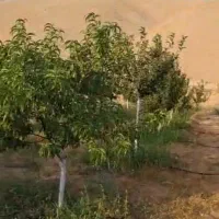 600-متر-باغچه