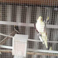 ۱۸عدد عروس هلندی مولد انواع مختلف زیبا