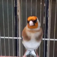 سهره جفتی قناری