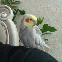 عروس هلندی بسیار زیبا