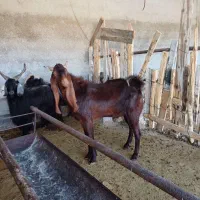 کهره چپش بذری پاکستانی|حیوانات مزرعه|خفر, |دیوار