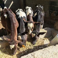گوساله هلشتاین نر