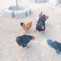 چندعددخروس