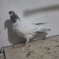 پرنده