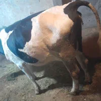 گاو و گوساله|حیوانات مزرعه|دیواندره, |دیوار