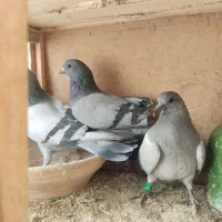 دمگیر فیروزه ای