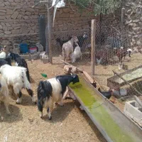 نیازمند چوپان