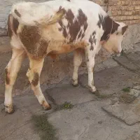 ،گاو گوساله سمنتال شرابی ۲ریس، نر|حیوانات مزرعه|اردبیل, |دیوار