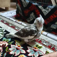 عروس هلندی گمشده