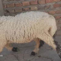 برنر|حیوانات مزرعه|زاهدان, |دیوار