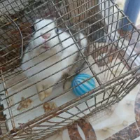 دوتا خرگوش اهلی