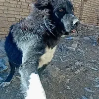 واگذاری نر ۹ ماه